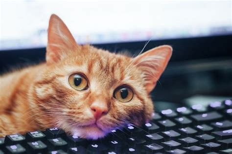 Can a Website Give You a Virus? And Why Do Cats Love Keyboards?